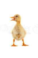 A yellow duckling isolated on a white background