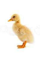 A yellow duckling isolated on a white background