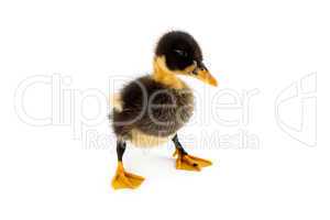 A duckling isolated on a white background