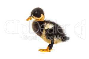 A black duckling isolated on a white background