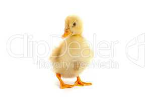 A yellow duckling isolated on a white background