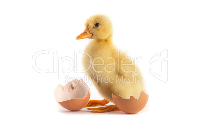 Yellow small duckling with egg on a white