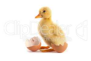Yellow small duckling with egg on a white