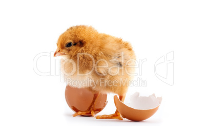 The yellow small chicks with an egg