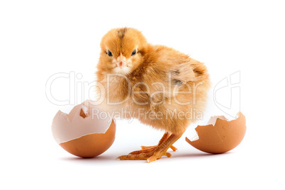 The yellow small chicks with an egg