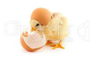 The yellow small chicks with an egg