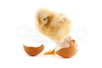 The yellow small chicks with an egg