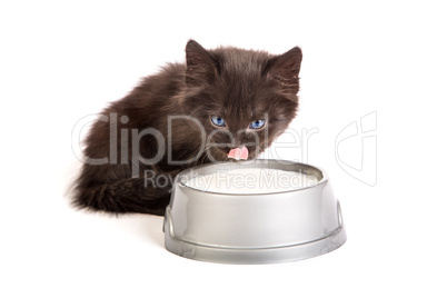 Black kitten drinks milk, on a white background