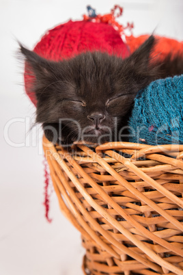 Black kitten playing with a red ball of yarn on white background