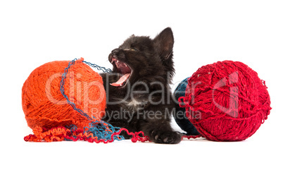 Black kitten playing with a red ball of yarn on white background