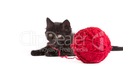 Black kitten playing with a red ball of yarn on white background