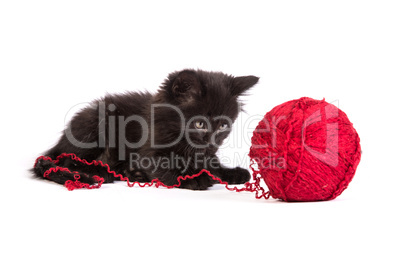 Black kitten playing with a red ball of yarn on white background