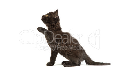 Cute black kitten on  a white background