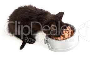 Black kitten eating cat food on a white background