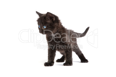 Cute black kitten on  a white background