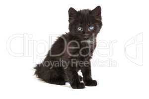 Cute black kitten on  a white background