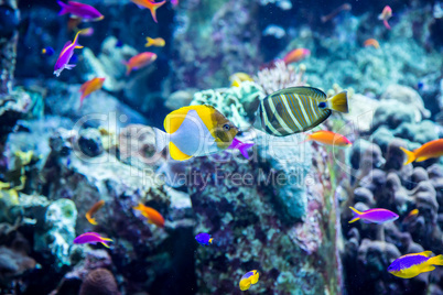 Aquarium tropical fish on a coral reef