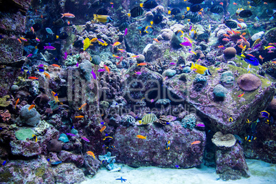 Aquarium tropical fish on a coral reef