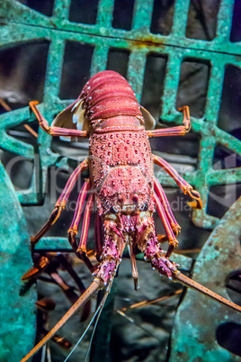 alive lobster in an aquarium