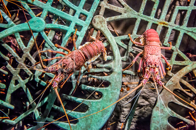 alive lobster in an aquarium