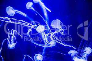 Beautiful jellyfish moving slowly in aquarium in Dubai