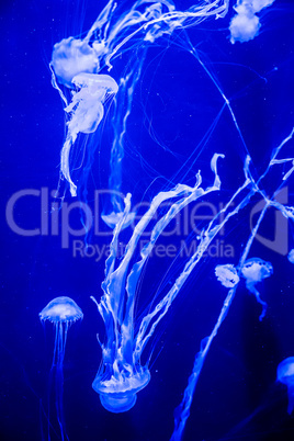 Beautiful jellyfish moving slowly in aquarium in Dubai