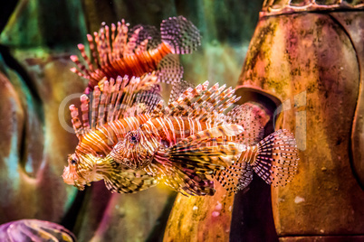 Close up view of a venomous Red lionfish