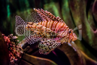 Close up view of a venomous Red lionfish