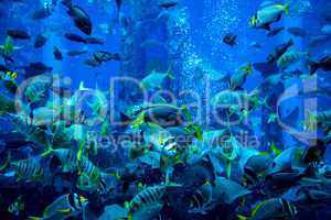 Aquarium tropical fish on a coral reef