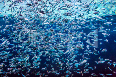 Aquarium tropical fish on a coral reef