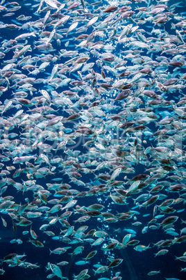 Aquarium tropical fish on a coral reef