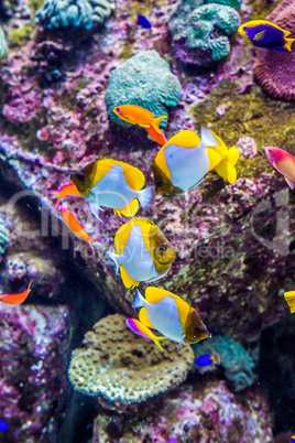 Aquarium tropical fish on a coral reef