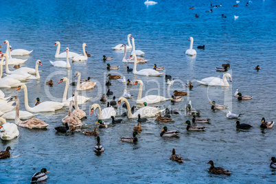 A lot of ducks, swans on the lake