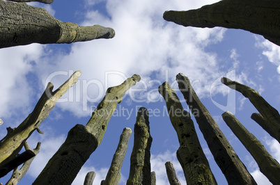 Leafless tree stems as seen against the blue sky