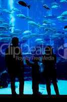 Huge aquarium in a hotel Atlantis in Dubai on the Palm islands