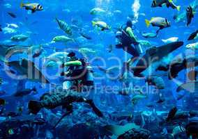 Huge aquarium in Dubai. Diver feeding fishes.