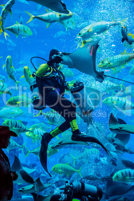 Huge aquarium in Dubai. Diver feeding fishes.