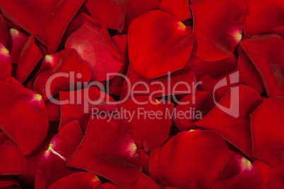 Background of red rose petals