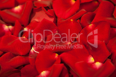 Background of red rose petals