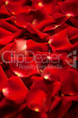 Background of red rose petals