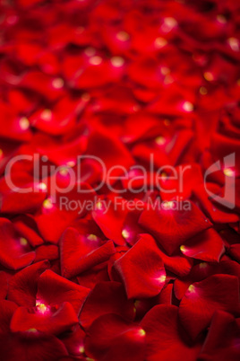 Background of red rose petals