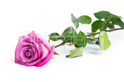 One fresh pink rose  over white background