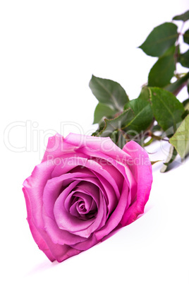 One fresh pink rose  over white background