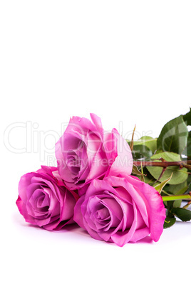 Three fresh pink roses over white background