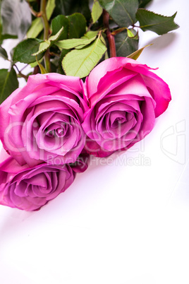 Three fresh pink roses over white background