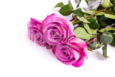 Three fresh pink roses over white background