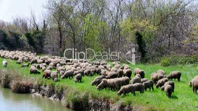 Flock sheeps grazing on the banks of the river, in motion