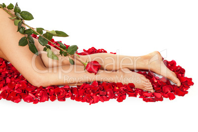 Healthy Woman's Legs and Rose Petals over white.