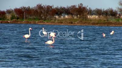 Flock of pink flamingos in lake