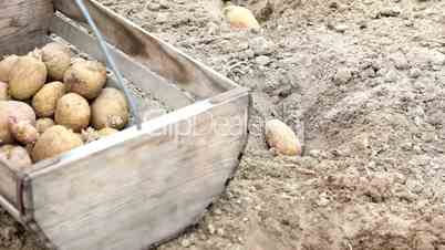 Kartoffeln pflanzen/legen